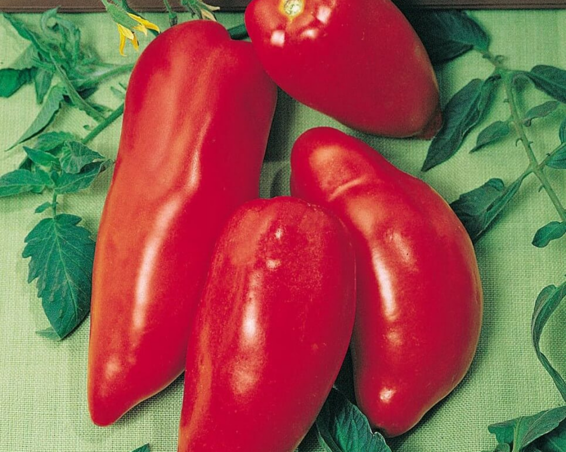 Opalka tomato seeds packet from Seeds 'n Such showing 30 seeds for planting and gardening.
