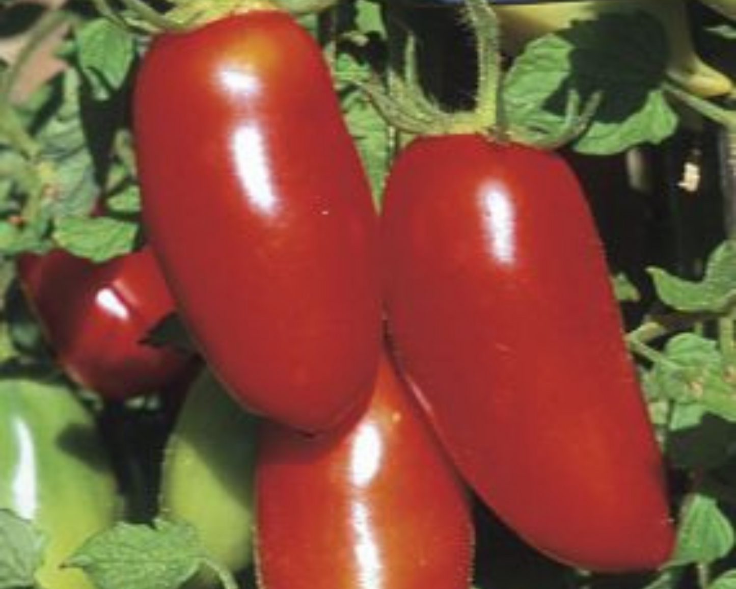 Red Sausage Tomato Seeds packet from Seeds 'n Such, featuring vibrant red sausage-shaped tomato seeds for planting.