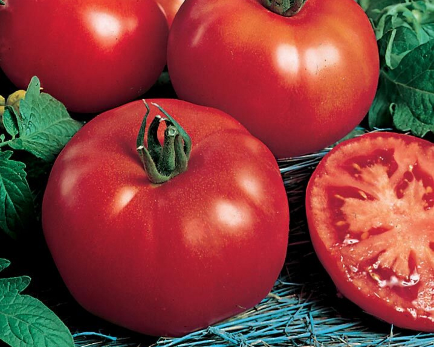 Packet of Siberian Tomato Seeds from Seeds 'n Such, showing 30 seeds in a clear seed packet for gardening.