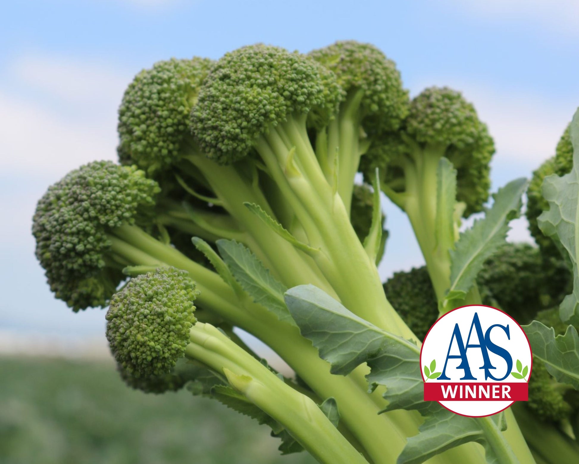 Packet of Seeds 'n Such Skytree Hybrid Broccoli Seeds with 30 seeds for planting healthy, nutritious broccoli.
