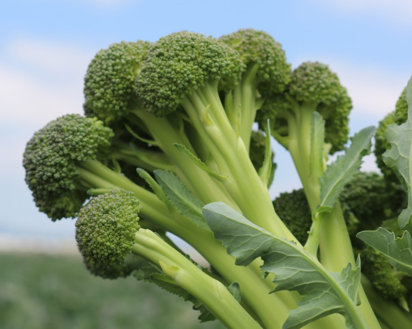 Packet of Skytree Hybrid Broccoli Seeds from Seeds 'n Such showing 30 seeds in a clear packet for gardening.
