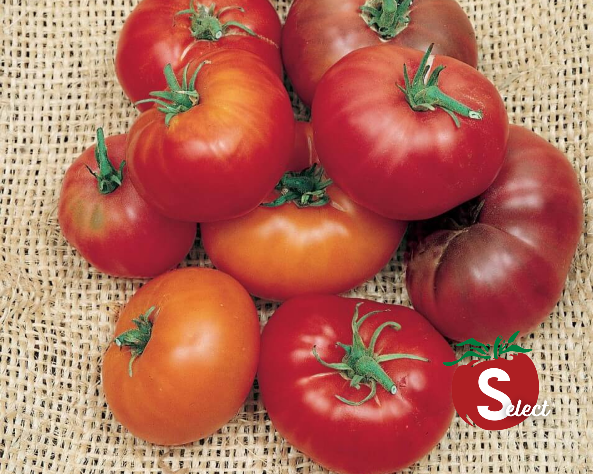 Yellow Brandywine Tomato Seeds packet from Seeds 'n Such showing 30 seeds for planting and gardening.
