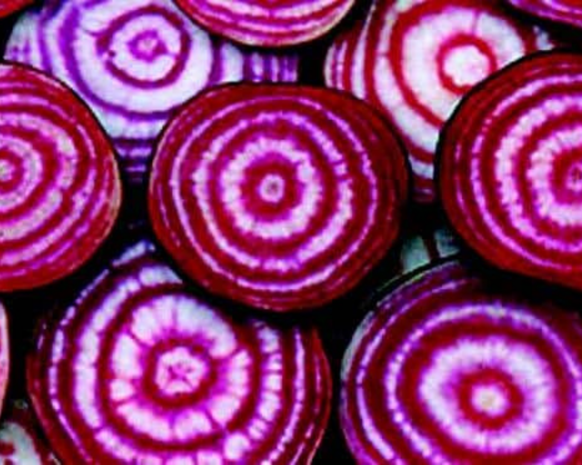 Packet of Seeds 'n Such Chioggia Beet Seeds showing red and white striped beets in the seed packet.