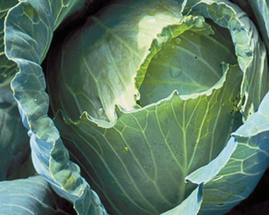 Packet of Copenhagen Market Cabbage Seeds from Seeds 'n Such showing a colorful seed packet with 300 seeds for gardening.