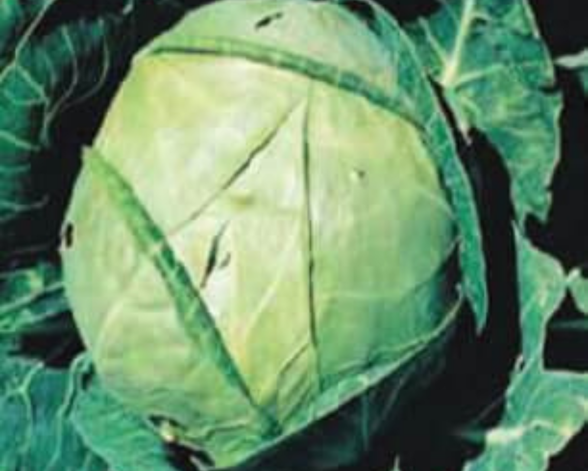 Packet of Seeds 'n Such Danish Ballhead Cabbage Seeds with 300 seeds in a colorful packet.