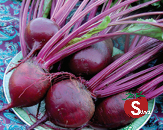 Packet of Seeds 'n Such Detroit Dark Red Beet Seeds showing a colorful seed packet with 300 beet seeds for planting.