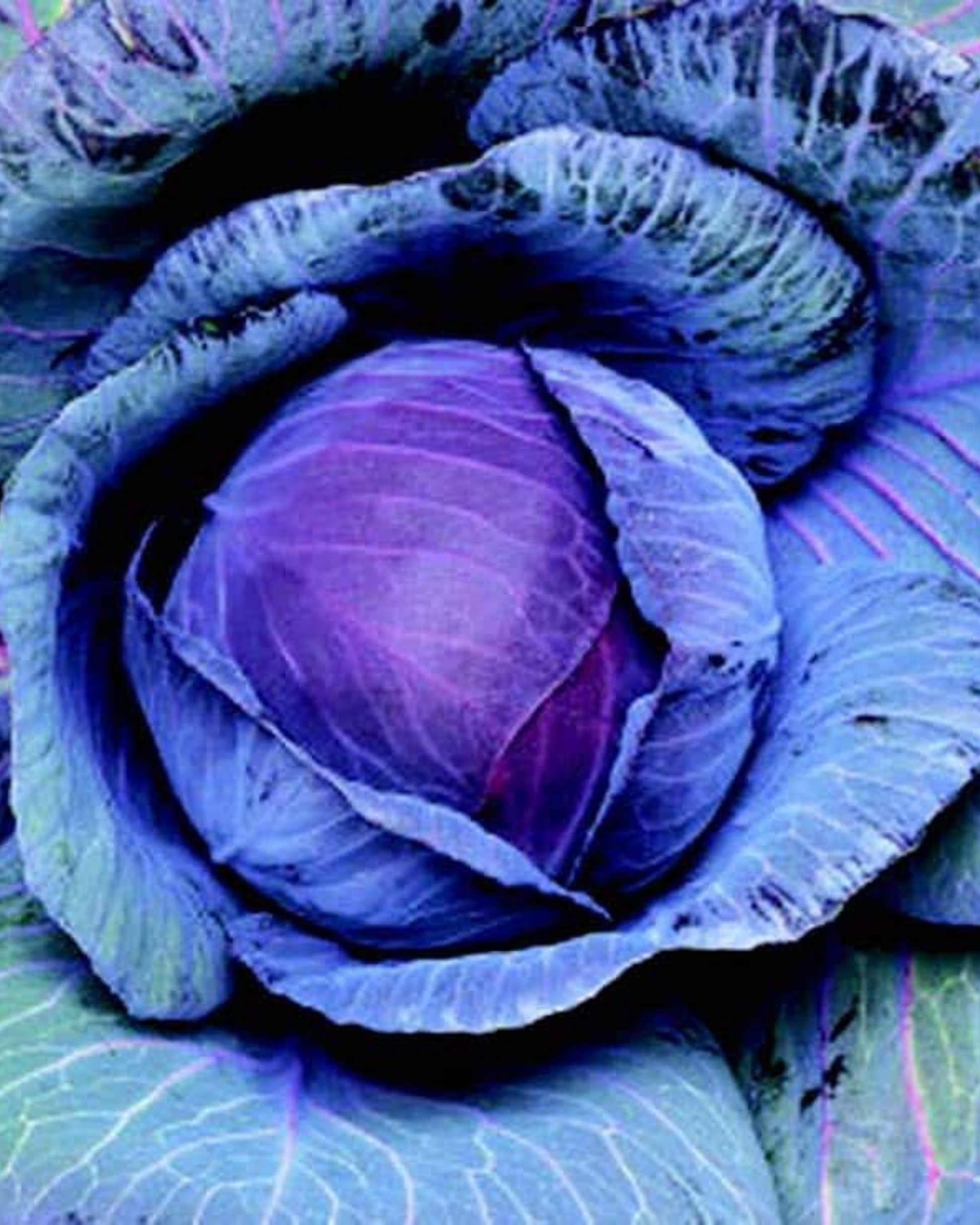 Red Express Cabbage Seeds packet from Seeds 'n Such with 300 seeds, showcasing vibrant red cabbage seed illustrations.