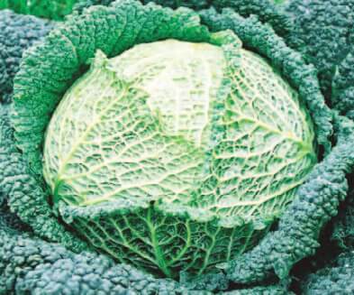 Savoy Perfection cabbage seeds packet from Seeds 'n Such showing 300 seeds for gardening and planting.
