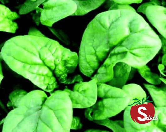 Packet of Seeds 'n Such Bloomsdale Long Standing Spinach Seeds showing 350 seeds for planting.
