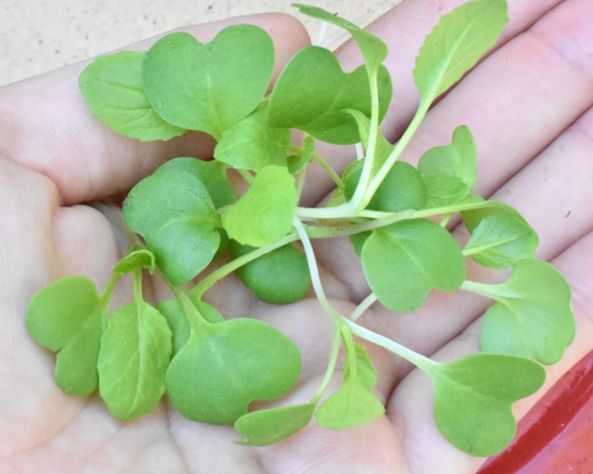 Packet of Savanna Hybrid Mustard Green Seeds from Seeds 'n Such, featuring vibrant green mustard seed sprouting in a garden.