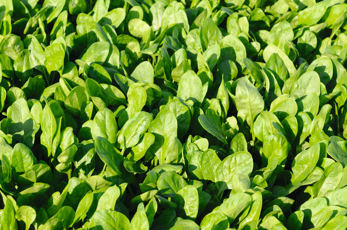 Seed packet of Seeds 'n Such Space Hybrid Spinach containing 350 seeds, showing the packet with spinach seed illustration.