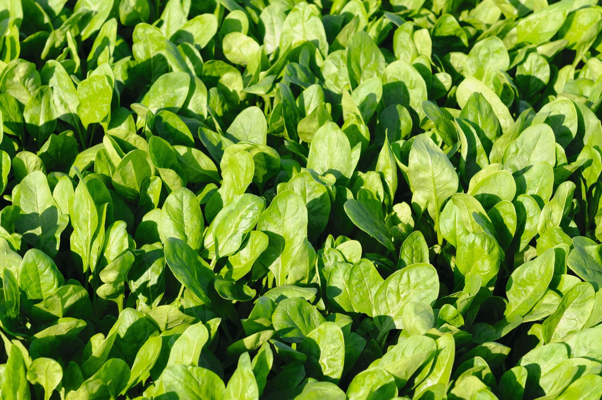 Seed packet of Seeds 'n Such Space Hybrid Spinach containing 350 seeds, showing the packet with spinach seed illustration.