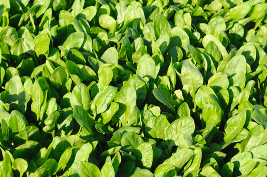 Seed packet of Seeds 'n Such Space Hybrid Spinach containing 350 seeds, showing the packet with spinach seed illustration.