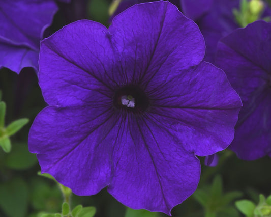 Blue hybrid spreading petunia from E3 Easy Wave series in Seeds 'n Such seed packet, showing vibrant blue flowers and green foliage.