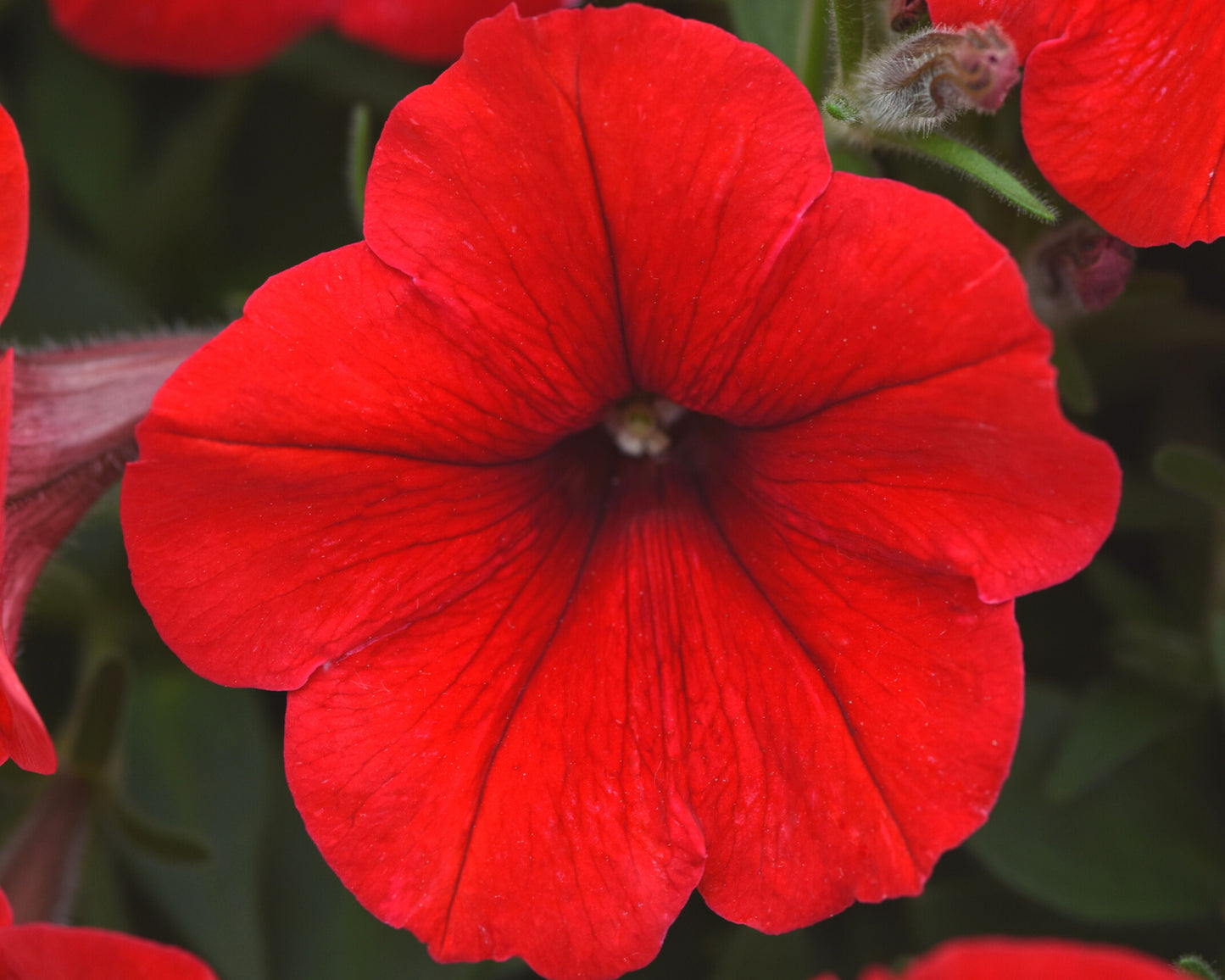 Seeds 'n Such E3 Easy Wave Red Hybrid Spreading Petunia seed packet with five pellets for planting and garden display.