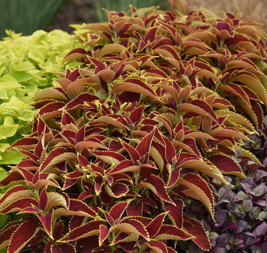 Packet of Seeds 'n Such Premium Sun Ruby Hearts Coleus Seeds showing 5 pellets with vibrant leaf images for planting.