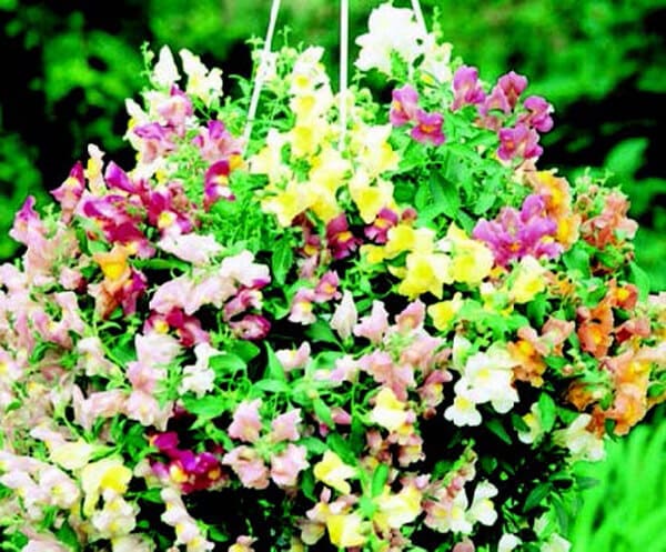 Packet of Seeds 'n Such Cascading Lantern Hybrid Mix Snapdragon seeds for vibrant garden blooms.