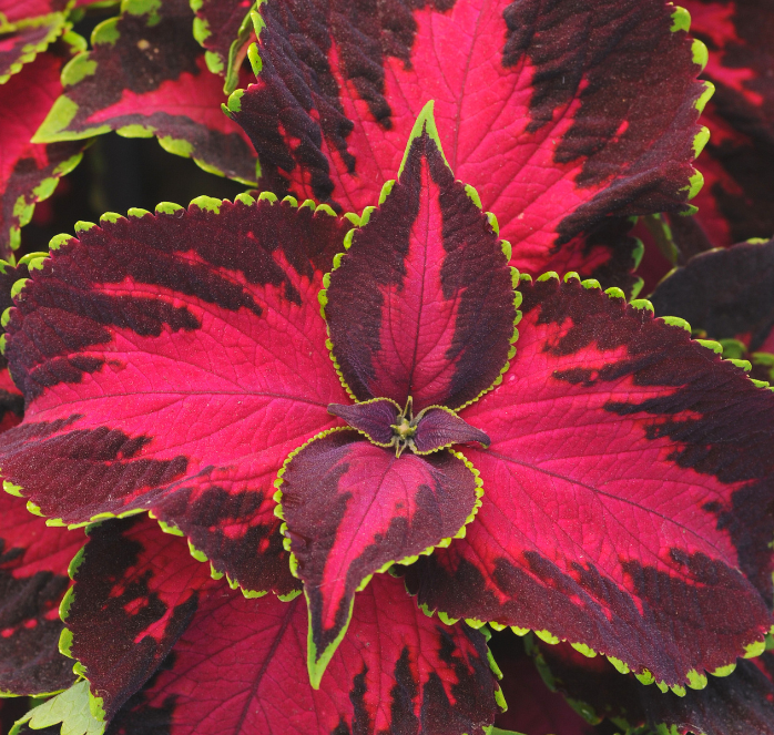Packet of Seeds 'n Such Chocolate Covered Cherry Coleus seeds with five seeds visible on the packaging.