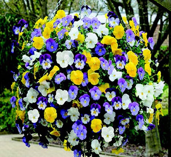 Packet of Seeds 'n Such Cool Wave Trailing Hybrid Mix Pansy seeds showing colorful flower images on the packet.