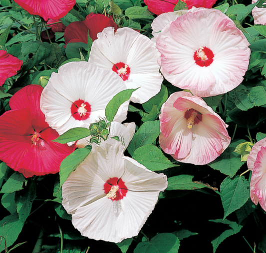 Disco Belle Hybrid Mix Hibiscus Seeds packet from Seeds 'n Such, showing colorful seed packet with hibiscus flower illustration