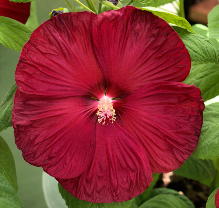 Disco Belle Hybrid Mix Hibiscus Seeds from Seeds 'n Such in a packet, ready for planting vibrant, colorful hibiscus flowers.