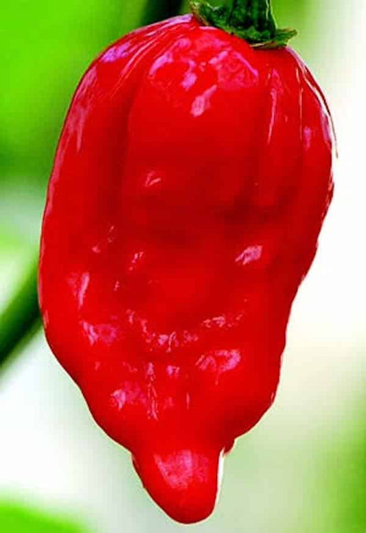 Packet of Dorset Naga Super-Hot Pepper Seeds by Seeds 'n Such showing five seed packets with colorful labels.