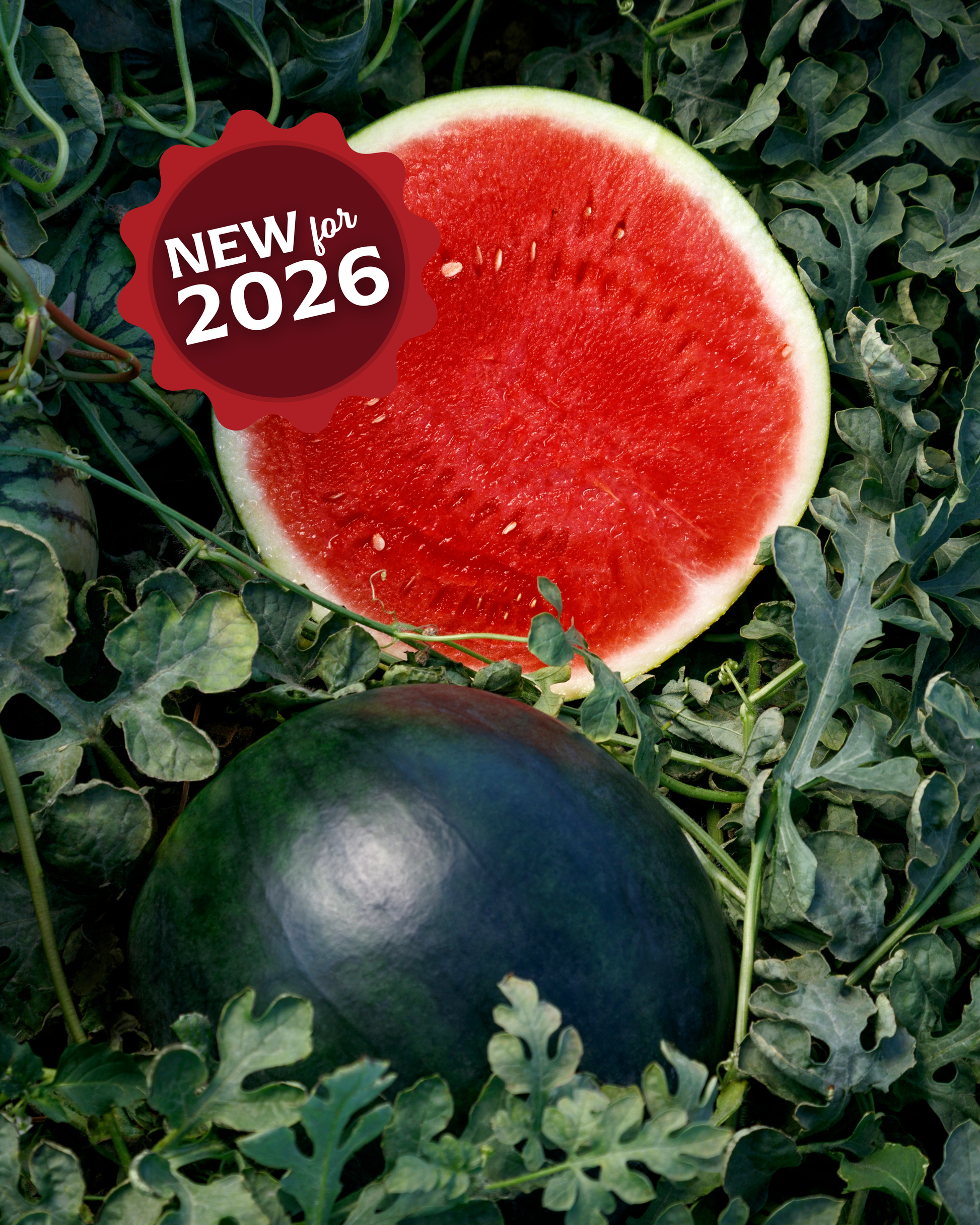 Packet of Seeds 'n Such Eclipse Seedless Hybrid Watermelon Seeds showing five seeds inside the packaging