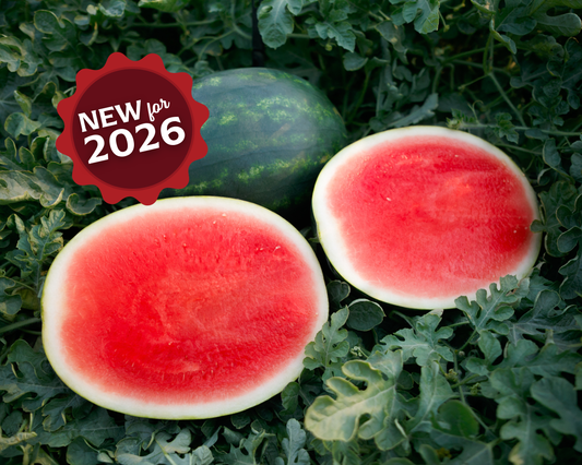 Packet of El Capitan Seedless Hybrid Watermelon Seeds from Seeds 'n Such, showcasing vibrant seed packet design.