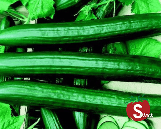 Packet of Seeds 'n Such English Sweet Long Slim Hybrid Cucumber Seeds showing 5 seeds in a colorful packet.