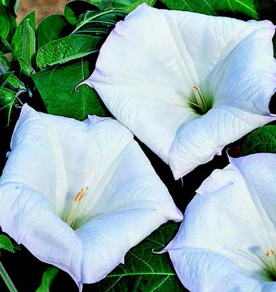 Packet of Seeds 'n Such Evening Fragrance Angels Trumpet Seeds showing five seed packets for planting and growing fragrant trumpet flowers.