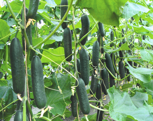 Packet of Lisboa Hybrid Cucumber Seeds by Seeds 'n Such showing five seeds in a clear seed packet.