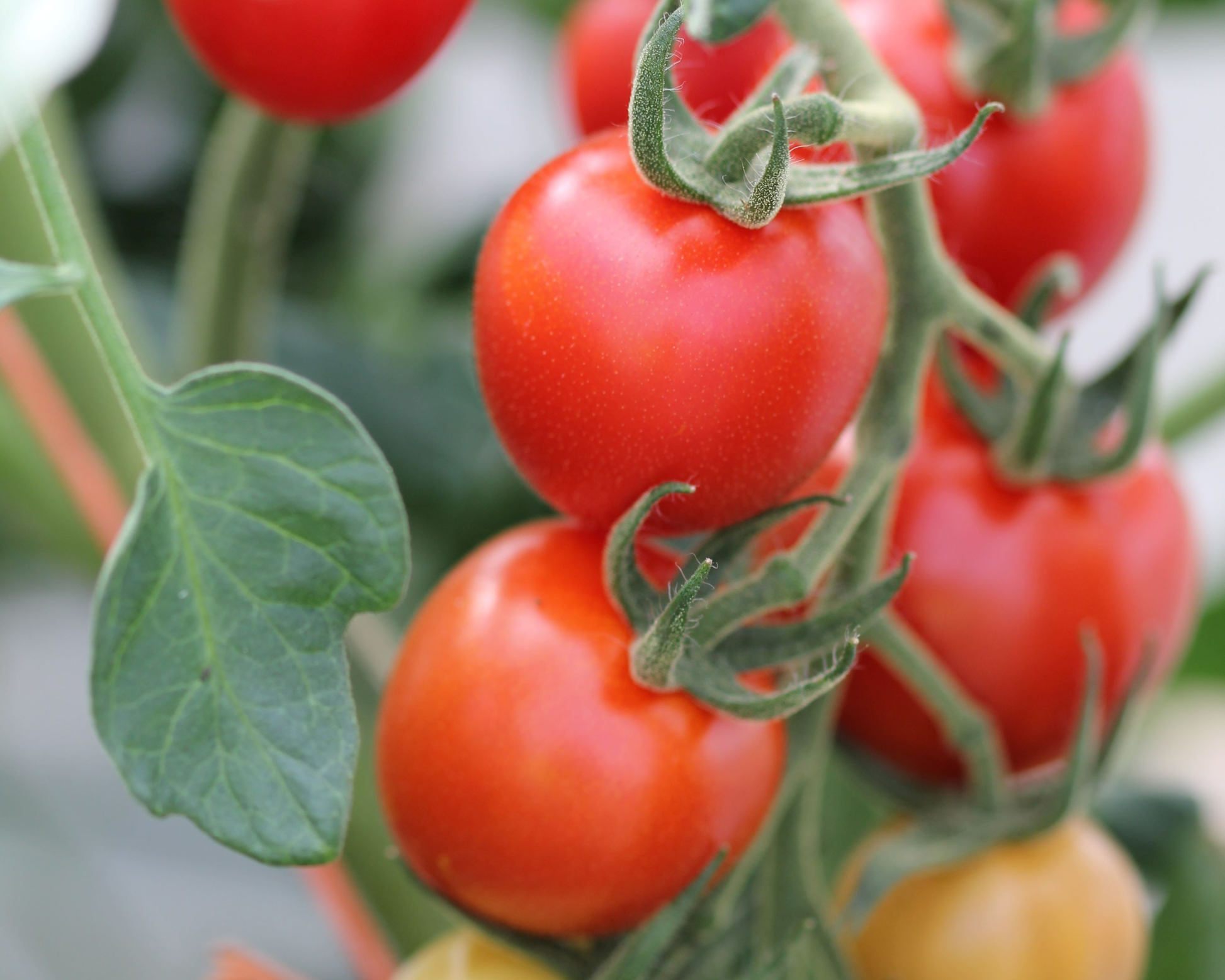 Packet of Mountain Magic Hybrid Tomato Seeds from Seeds 'n Such, showcasing five seed varieties for gardening.