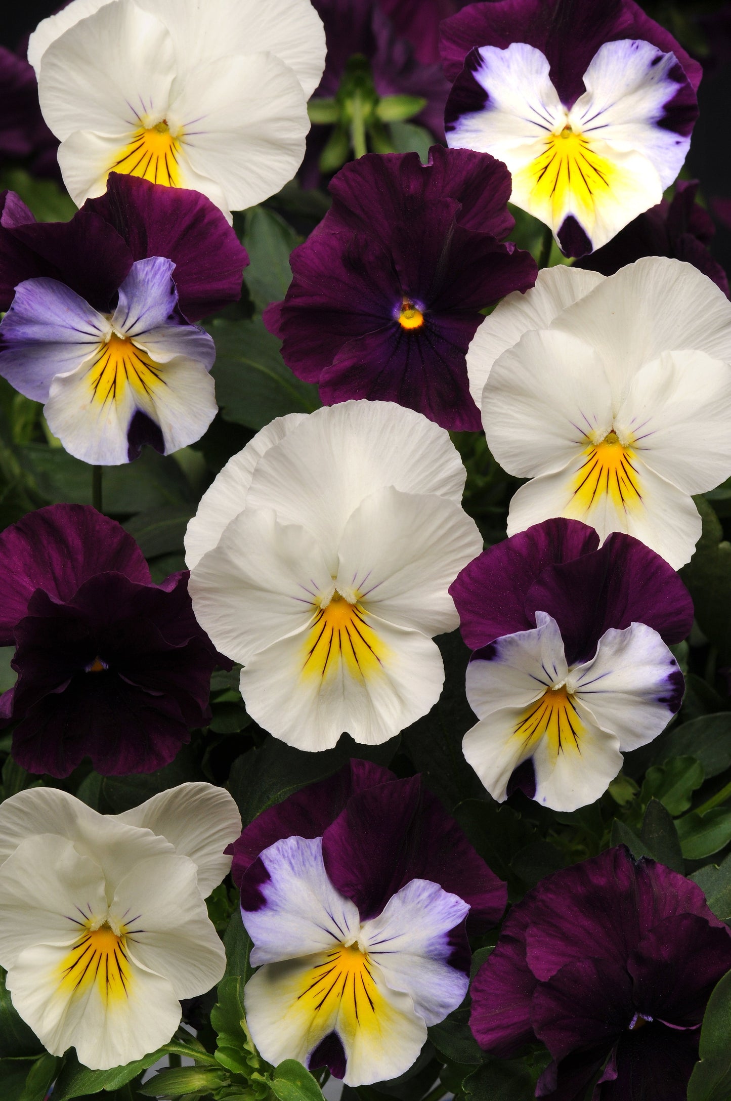 Packet of Seeds 'n Such Pansy Cool Wave Berries 'n Cream Mix with vibrant flower images on the seed packet.