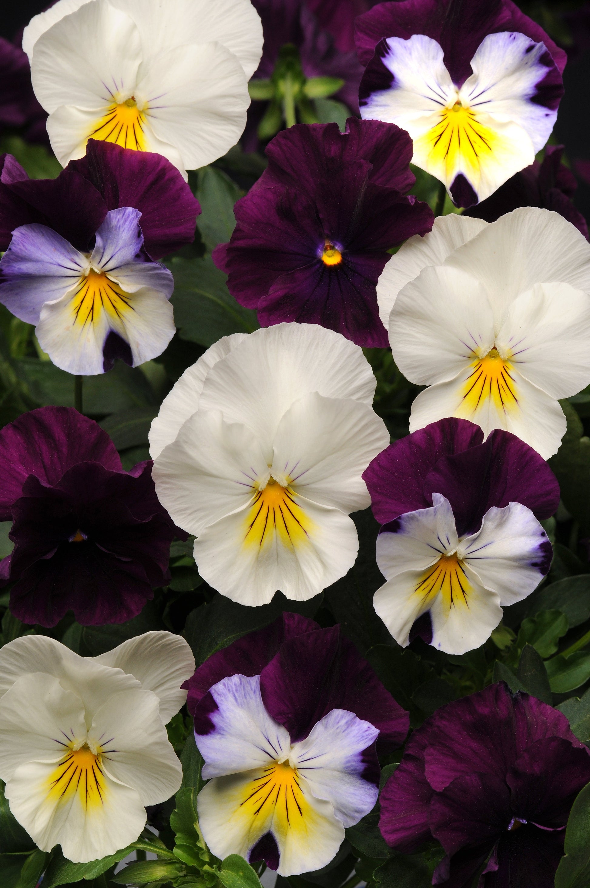 Packet of Seeds 'n Such Pansy Cool Wave Berries 'n Cream Mix with vibrant flower images on the seed packet.
