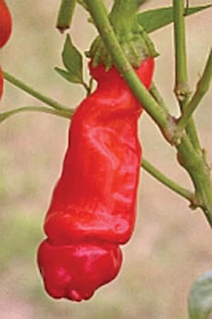 Packet of Seeds 'n Such Red Peter Hot Pepper Seeds showing five seed packets with vibrant red hot pepper images.