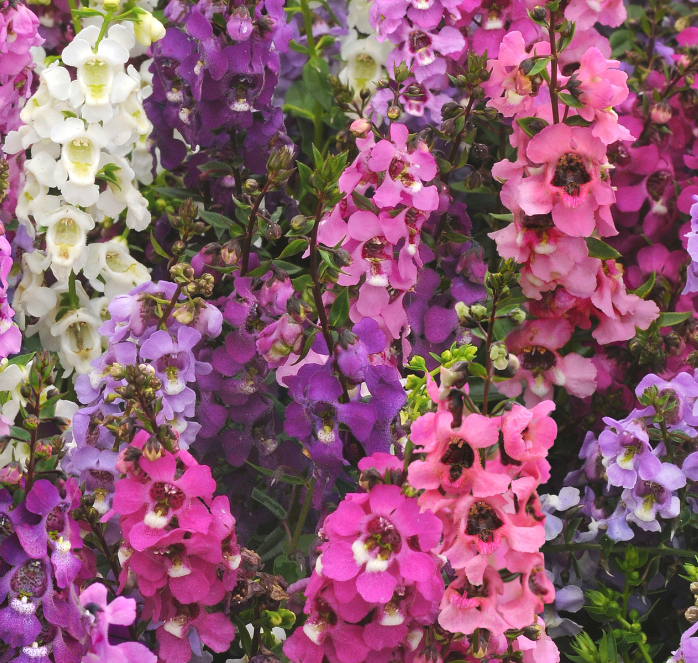 Packet of Serena Hybrid Mix Angelonia seeds from Seeds 'n Such, showing colorful seed packet with plant images.
