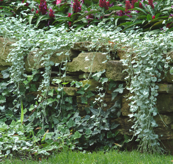 Silver Falls Dichondra Seeds packet from Seeds 'n Such showing five seeds, ideal for planting silver foliage ground cover.