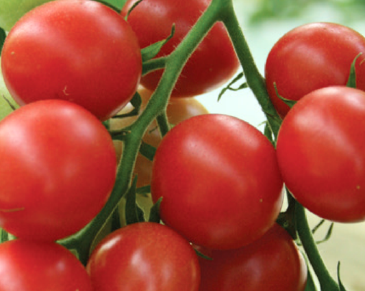Sunpeach Hybrid Tomato Seeds packet by Seeds 'n Such showing five seeds inside a colorful packet.
