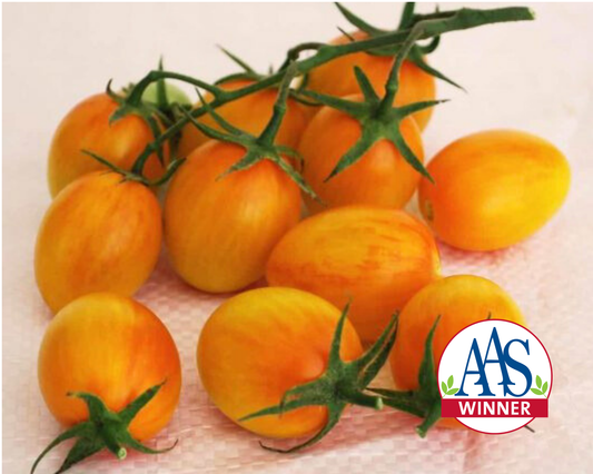 Packet of Sunset Torch Hybrid Tomato Seeds from Seeds 'n Such, featuring vibrant seed packet design with five tomato seeds visible