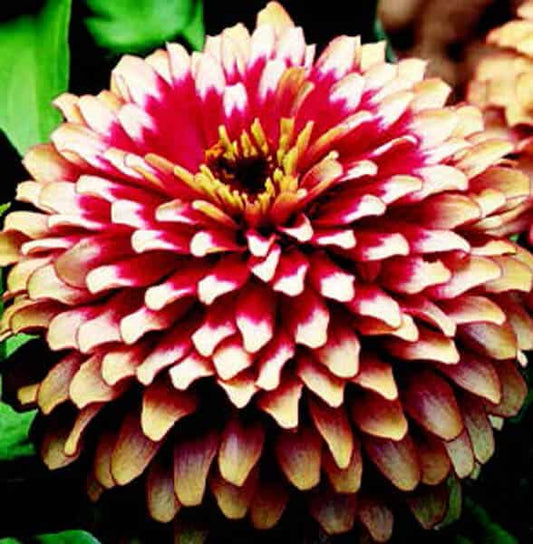 Packet of Swizzle Series Cherry & Ivory Zinnia Seeds by Seeds 'n Such showing five seed packets with colorful flower images.