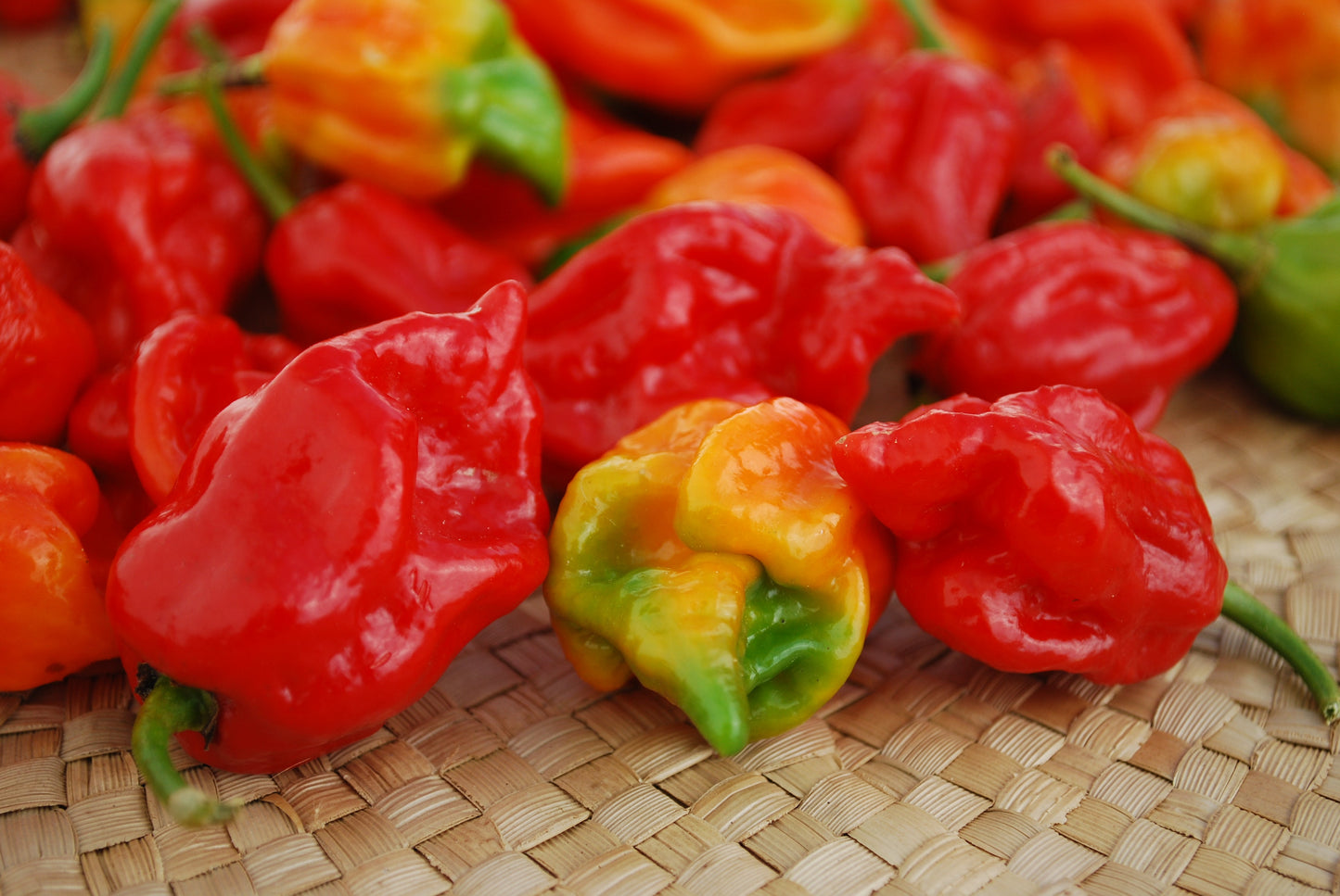Packet of Seeds 'n Such Trinidad Moruga Scorpion hot pepper seeds showing five seeds in a clear packet.