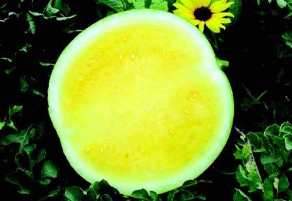 Packet of Seeds 'n Such Yellow Buttercup Seedless Hybrid Watermelon Seeds with five seeds visible in the image.