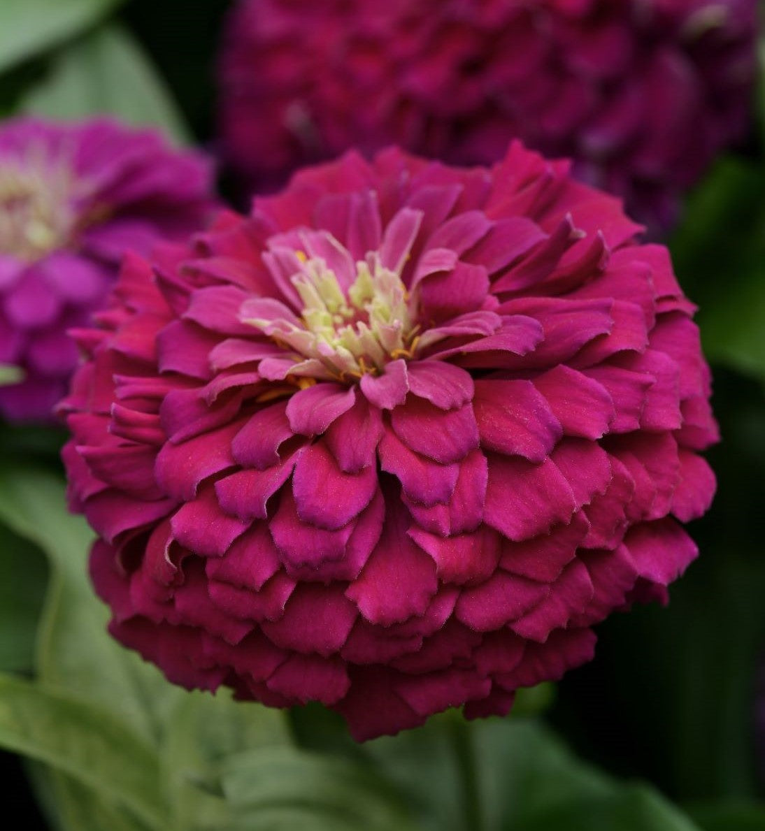 Packet of Seeds 'n Such Zesty Purple Hybrid Zinnia Seeds showing five seed packets for vibrant purple zinnias.