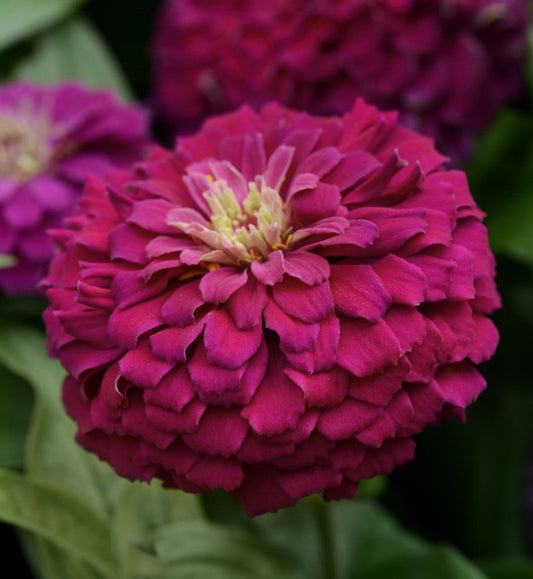 Packet of Seeds 'n Such Zesty Purple Hybrid Zinnia Seeds showing five seed packets for vibrant purple zinnias.