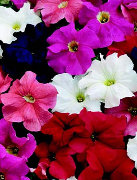 Packet of Dreams Hybrid Mix Petunia Seeds from Seeds 'n Such, showing 50 pellets for planting colorful hybrid petunias.
