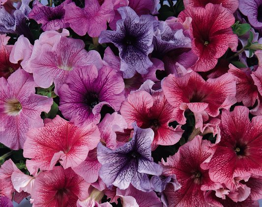 Packet of Seeds 'n Such Hybrid Petunia Daddy Mix with 50 pellets, showing colorful flower seeds for garden planting.