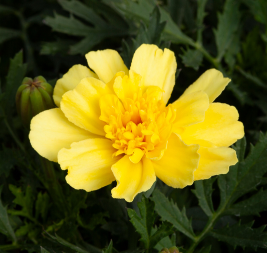 Packet of Alumia Vanilla Cream Marigold seeds from Seeds 'n Such, showing vibrant orange and cream flower images.