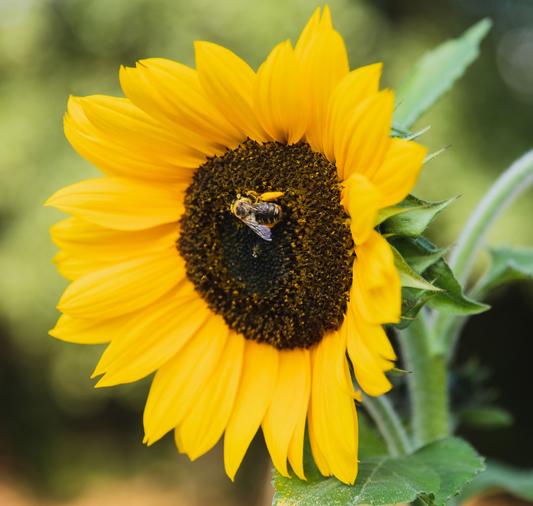 Packet of Autumn Beauty Sunflower Seeds by Seeds 'n Such showing vibrant sunflower seed packets with colorful autumn-themed design.