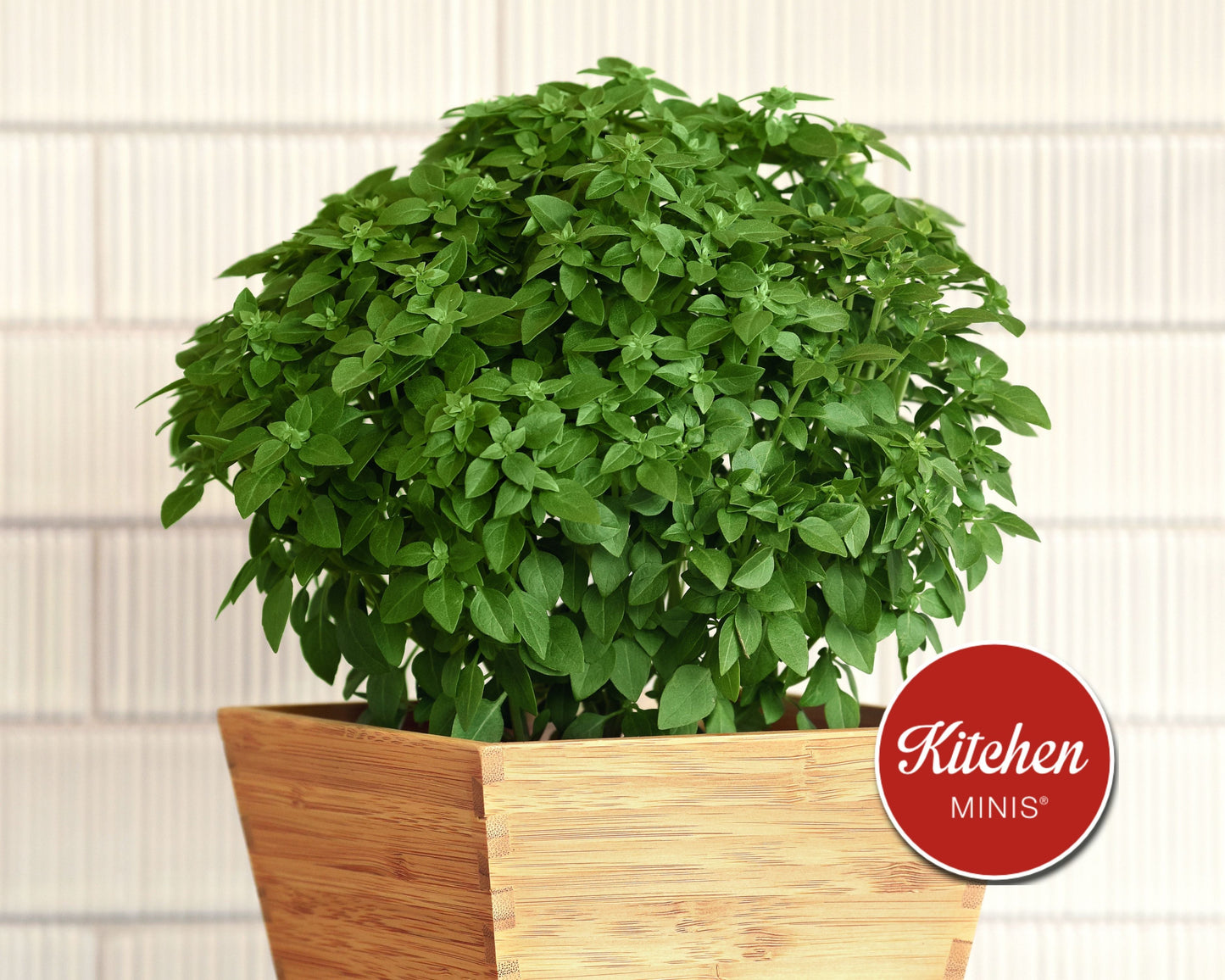 Packet of Seeds 'n Such Bonsai Basil Seeds with 50 small basil seed grains for gardening or planting.