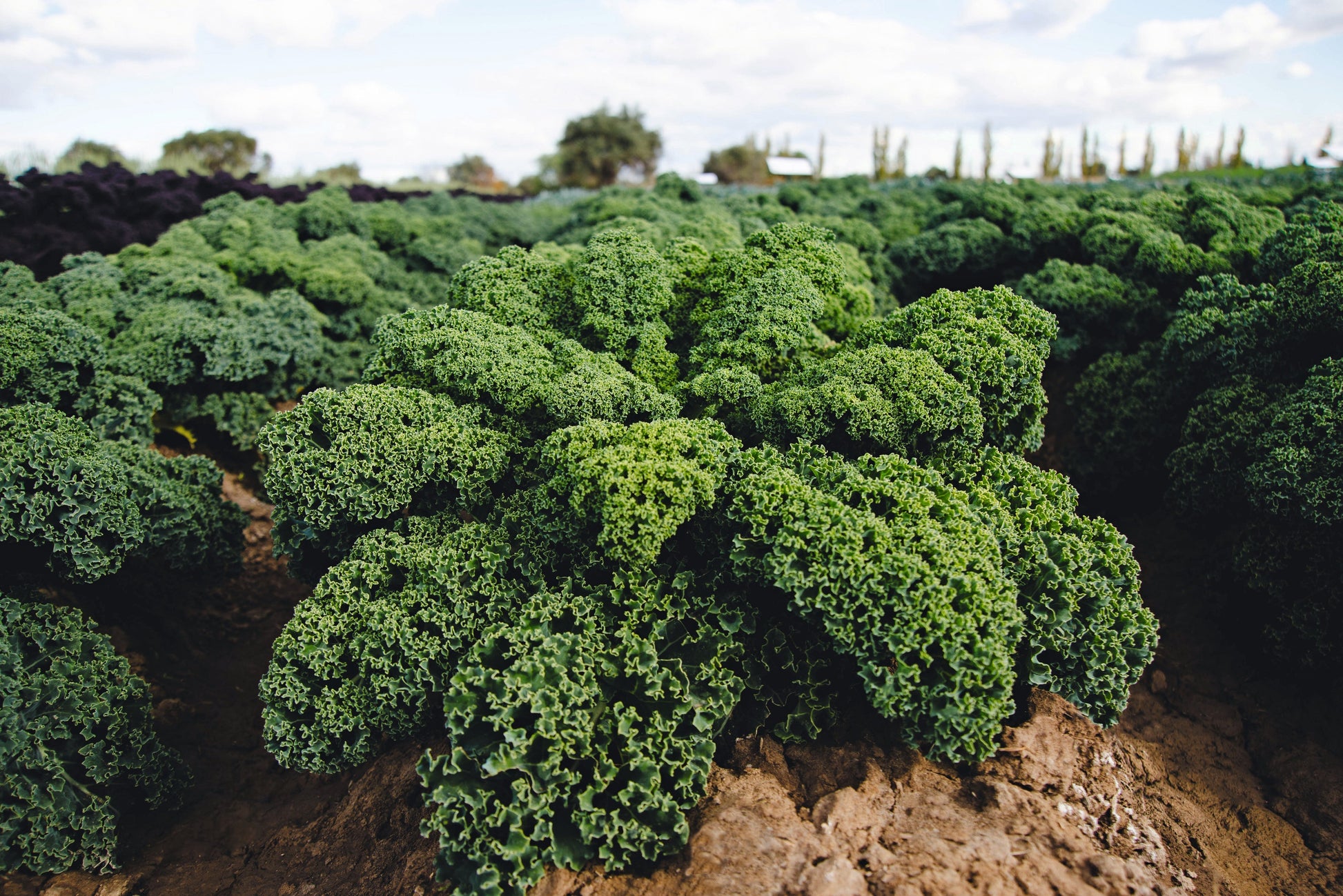 Darkibor Hybrid Kale Seeds packet by Seeds 'n Such, showing vibrant kale seed packet with 50 seeds for planting.